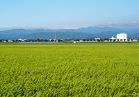 小松市の農産物