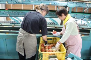 夏秋トマトを選果するパート職員