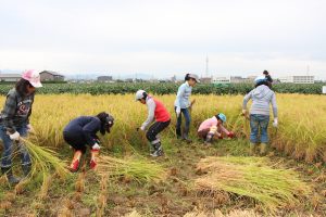 稲を刈り取る児童たち