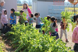 大根を掘り起こす園児ら