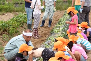 第一保育所でサツマイモ苗植え