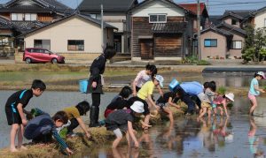 田植えを体験する参加児童ら