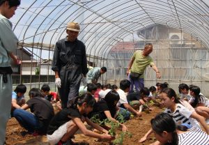 トマトの苗を植える児童ら