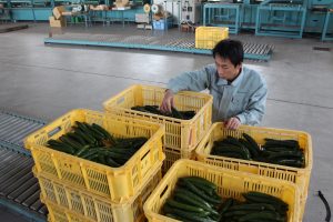この日持ち込まれた小松産の春キュウリ