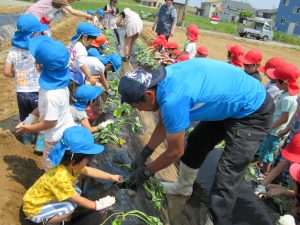 サツマイモの苗を植える園児ら